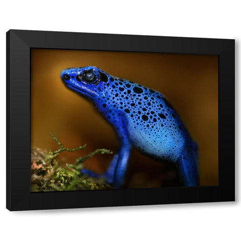 Bluetiful Black Modern Wood Framed Art Print by Heine, Ben