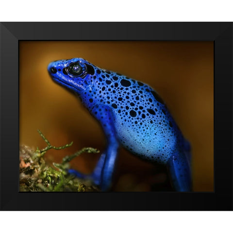 Bluetiful Black Modern Wood Framed Art Print by Heine, Ben