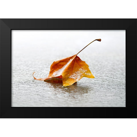 Crisp Black Modern Wood Framed Art Print by Heine, Ben