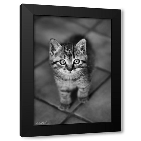 Cute Kitty Black Modern Wood Framed Art Print with Double Matting by Heine, Ben