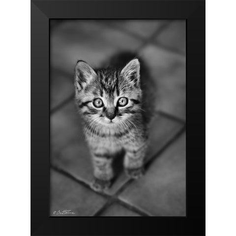 Cute Kitty Black Modern Wood Framed Art Print by Heine, Ben
