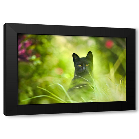 Black Cat Black Modern Wood Framed Art Print with Double Matting by Heine, Ben