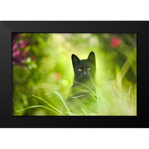 Black Cat Black Modern Wood Framed Art Print by Heine, Ben
