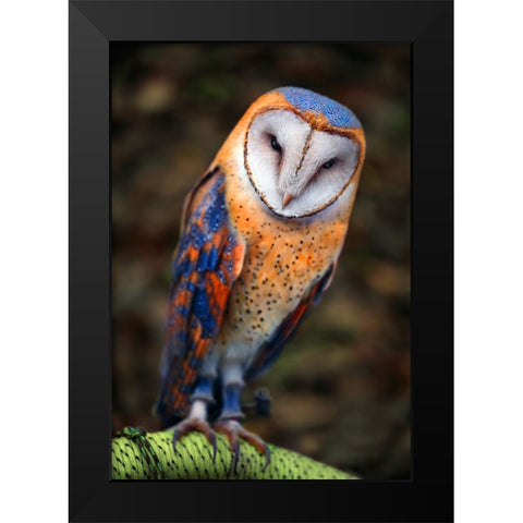 Cute Owl Black Modern Wood Framed Art Print by Heine, Ben