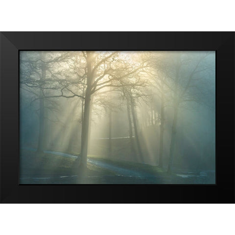 Forest Melody Black Modern Wood Framed Art Print by Heine, Ben