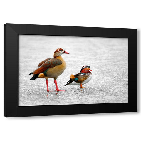 It is Freezing Black Modern Wood Framed Art Print with Double Matting by Heine, Ben