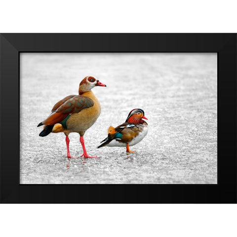 It is Freezing Black Modern Wood Framed Art Print by Heine, Ben