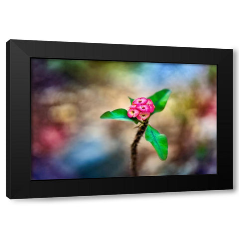 Fragile - Thailand - 391 Black Modern Wood Framed Art Print by Heine, Ben