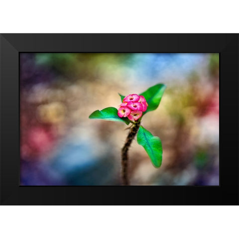 Fragile - Thailand - 391 Black Modern Wood Framed Art Print by Heine, Ben