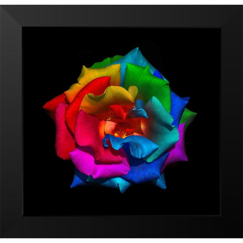 Multicolor Rose Black Modern Wood Framed Art Print by Heine, Ben