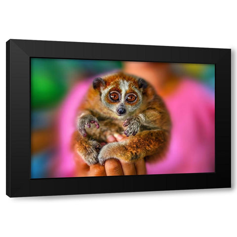 Slow Loris 2 - Thailand - 92 Black Modern Wood Framed Art Print by Heine, Ben