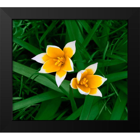 Birth Black Modern Wood Framed Art Print by Heine, Ben