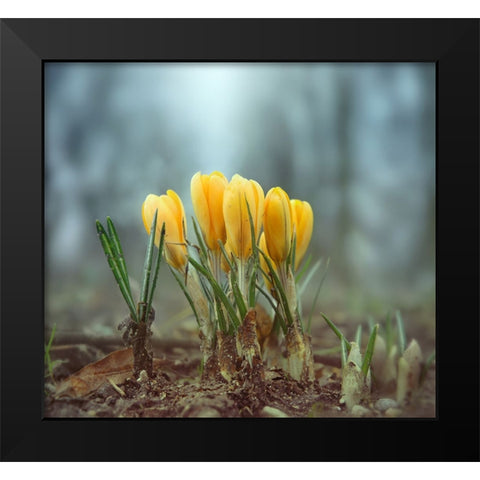 Crocuses Black Modern Wood Framed Art Print by Heine, Ben