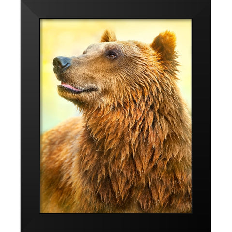 Cute Bear Black Modern Wood Framed Art Print by Heine, Ben