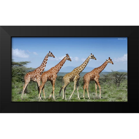 Happy Together Black Modern Wood Framed Art Print by Heine, Ben