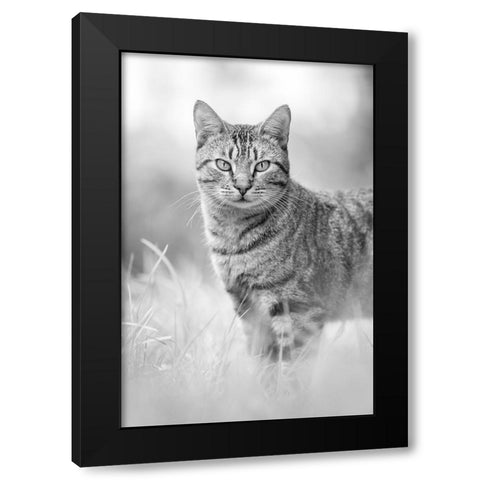 IMG_1426 Black Modern Wood Framed Art Print by Heine, Ben