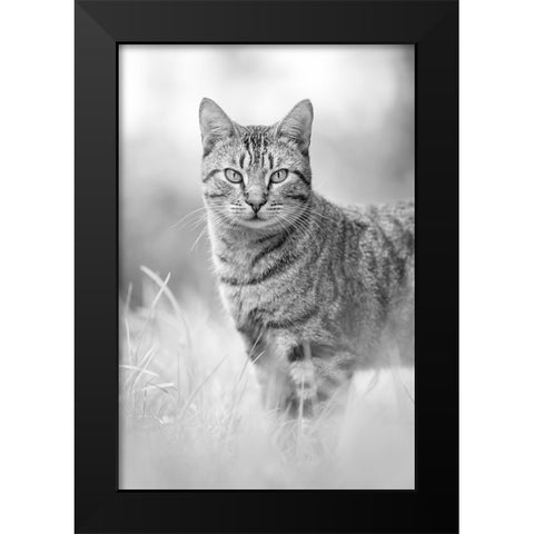 IMG_1426 Black Modern Wood Framed Art Print by Heine, Ben