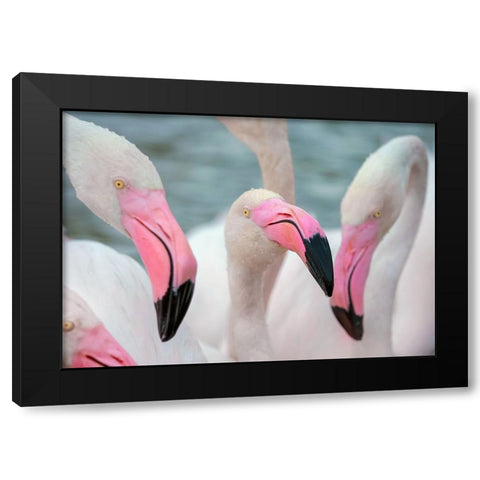 IMG_8878 copy Black Modern Wood Framed Art Print with Double Matting by Heine, Ben