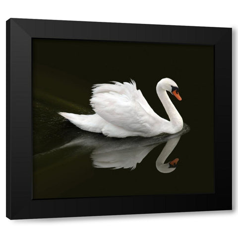 Swan 1 Black Modern Wood Framed Art Print by Heine, Ben