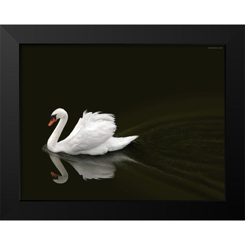 Swan 2 Black Modern Wood Framed Art Print by Heine, Ben