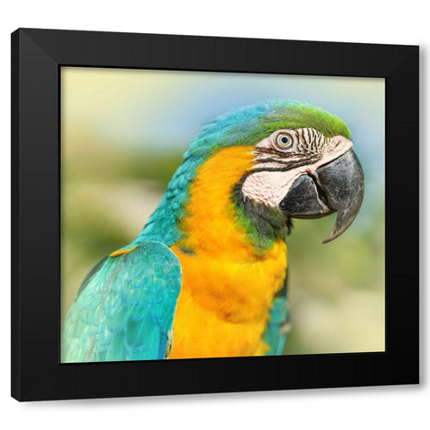 Thailand - 367 Black Modern Wood Framed Art Print with Double Matting by Heine, Ben