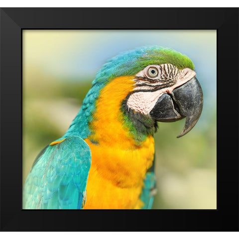 Thailand - 367 Black Modern Wood Framed Art Print by Heine, Ben