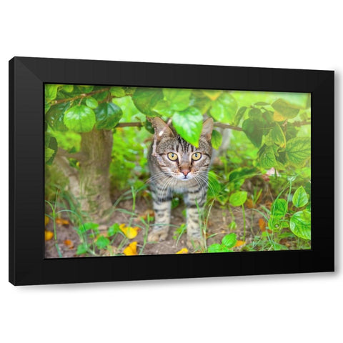 Tunisia 6 Black Modern Wood Framed Art Print by Heine, Ben