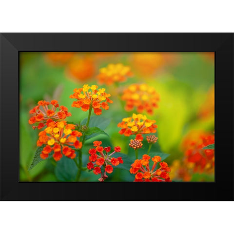 Tunisia 58 Black Modern Wood Framed Art Print by Heine, Ben