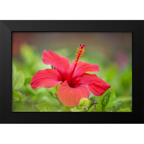 Tunisia 59 Black Modern Wood Framed Art Print by Heine, Ben