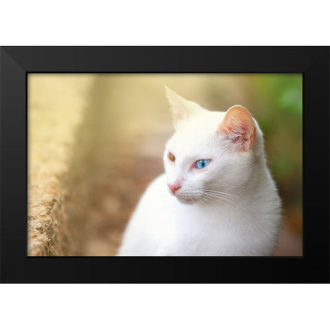 Tunisia 69 Black Modern Wood Framed Art Print by Heine, Ben