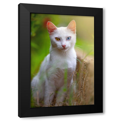 Tunisia 80 Black Modern Wood Framed Art Print with Double Matting by Heine, Ben