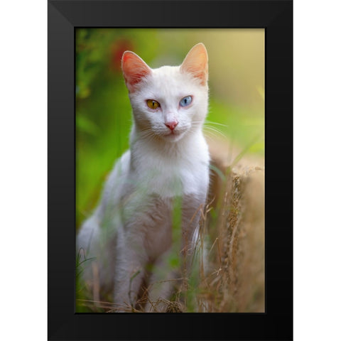 Tunisia 80 Black Modern Wood Framed Art Print by Heine, Ben