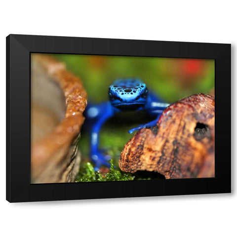 Whats Up Black Modern Wood Framed Art Print with Double Matting by Heine, Ben