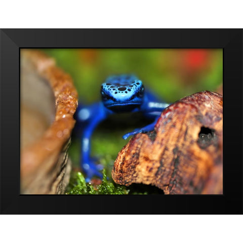 Whats Up Black Modern Wood Framed Art Print by Heine, Ben