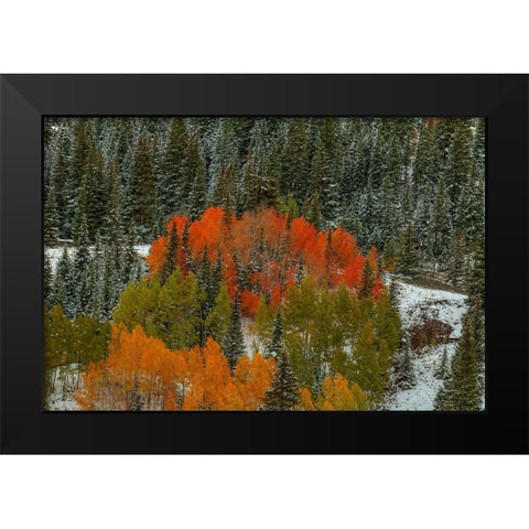 A Circle Of Color Black Modern Wood Framed Art Print by Sherrell, Bill