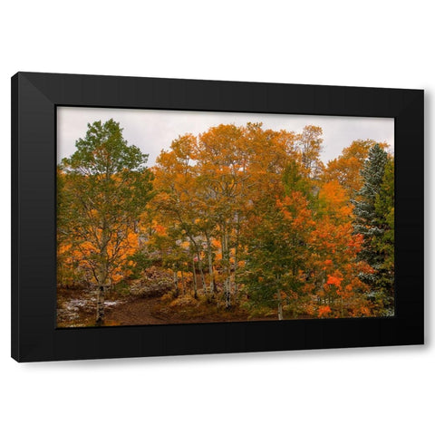 A Splash Of Color 2 Black Modern Wood Framed Art Print with Double Matting by Sherrell, Bill