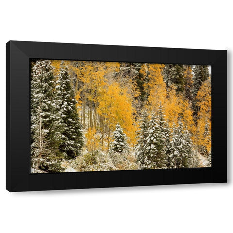 Autumn Wonderland At Rabbit Ears Pass Black Modern Wood Framed Art Print by Sherrell, Bill