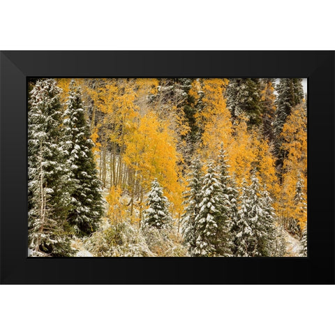 Autumn Wonderland At Rabbit Ears Pass Black Modern Wood Framed Art Print by Sherrell, Bill