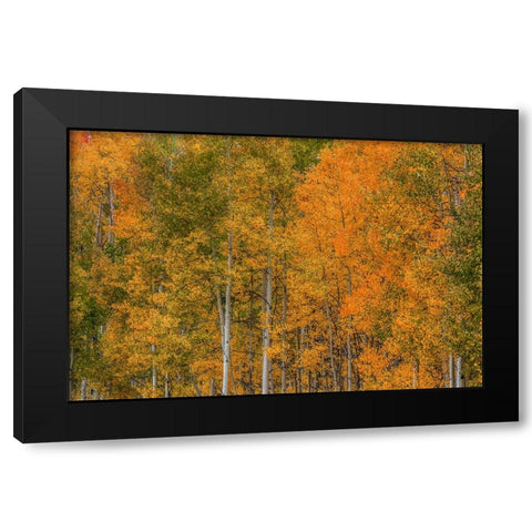 Color Transformation Black Modern Wood Framed Art Print with Double Matting by Sherrell, Bill