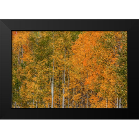 Color Transformation Black Modern Wood Framed Art Print by Sherrell, Bill