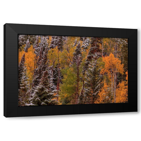 Contrasts Black Modern Wood Framed Art Print by Sherrell, Bill