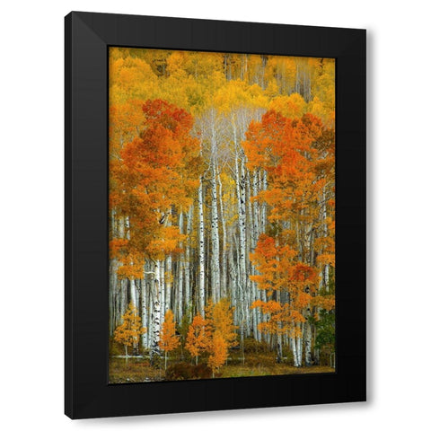 Dalmatian Autumn Black Modern Wood Framed Art Print by Sherrell, Bill