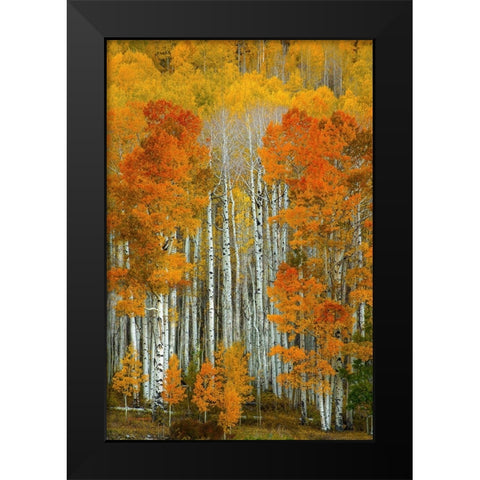 Dalmatian Autumn Black Modern Wood Framed Art Print by Sherrell, Bill