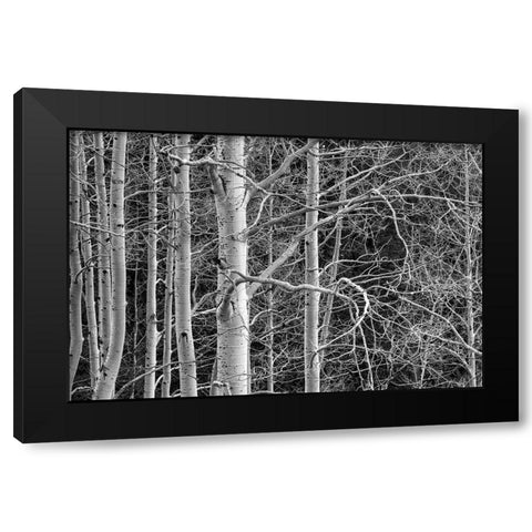 Dont Tangle With Me Black Modern Wood Framed Art Print by Sherrell, Bill