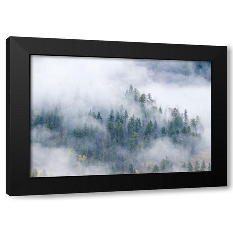 Forest In The Clouds Black Modern Wood Framed Art Print with Double Matting by Sherrell, Bill