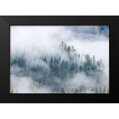 Forest In The Clouds Black Modern Wood Framed Art Print by Sherrell, Bill