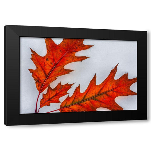 Fragile Transformation Black Modern Wood Framed Art Print with Double Matting by Sherrell, Bill