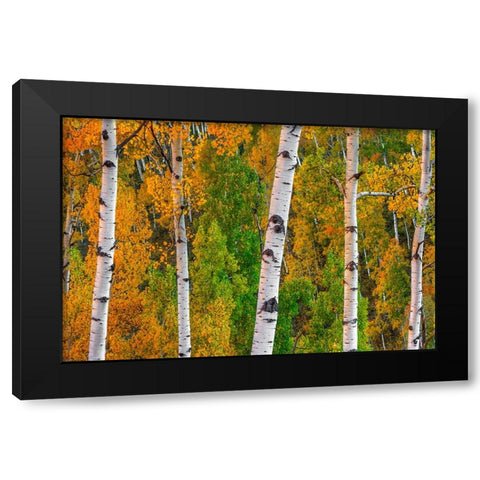 Lines Of Grace Black Modern Wood Framed Art Print with Double Matting by Sherrell, Bill