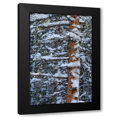 Out On A Limb Black Modern Wood Framed Art Print by Sherrell, Bill