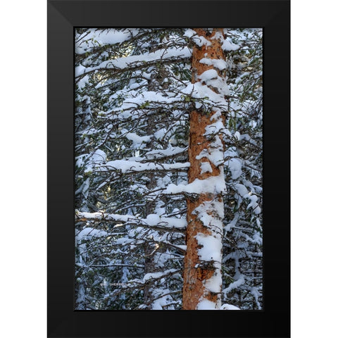 Out On A Limb Black Modern Wood Framed Art Print by Sherrell, Bill